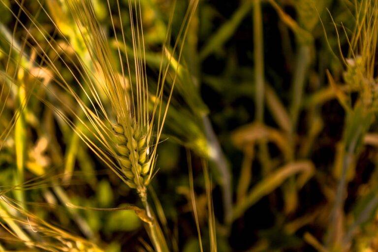 Exploring Ancient Flour Milling Techniques